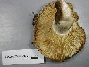 Russula earlei image