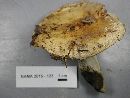 Russula earlei image