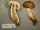 Russula laurocerasi image