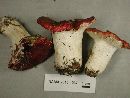 Russula montana image