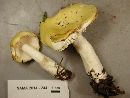 Russula ochroleuca image