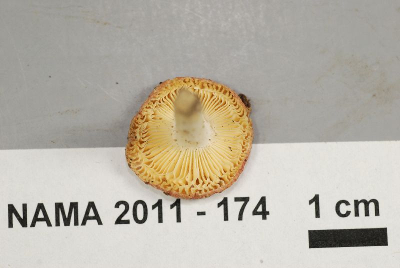 Russula operta image