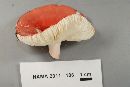 Russula peckii image