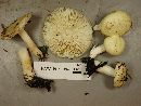 Russula raoultii image