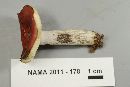 Russula rubescens image