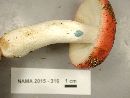 Russula silvicola image