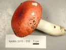 Russula silvicola image