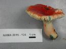 Russula subpunctata image