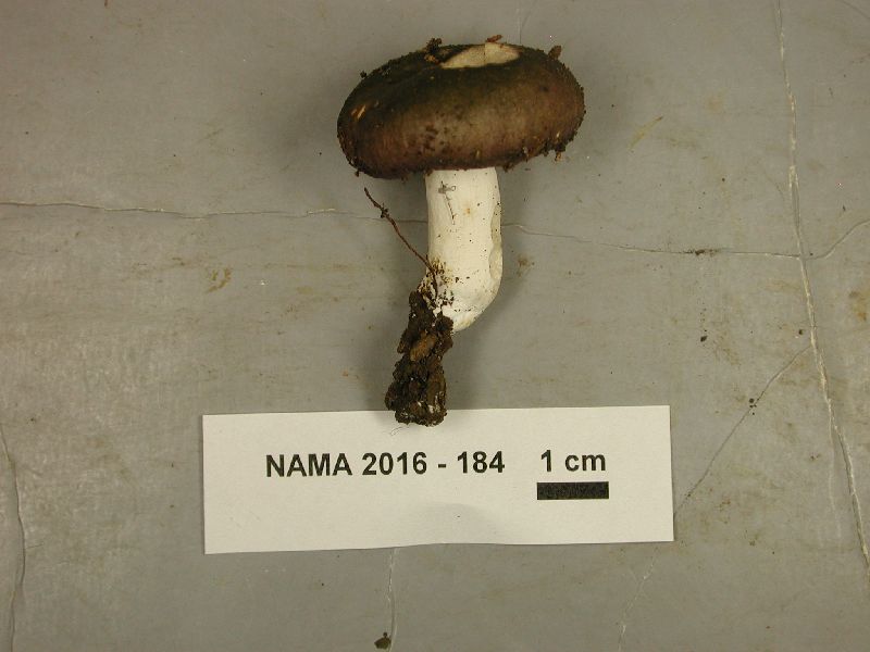 Russula subpunctata image