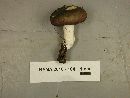 Russula subpunctata image