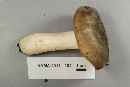 Russula variata image