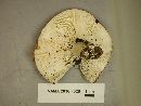 Russula variata image