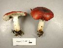 Russula vinacea image