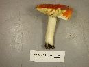 Russula xantho image