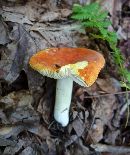 Russula xantho image