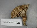 Sarcodon underwoodii image