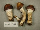 Stropharia hornemannii image