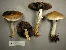 Stropharia hornemannii image