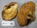 Suillus americanus image