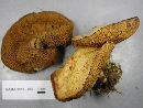 Suillus americanus image