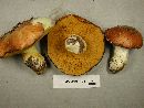 Suillus brevipes image