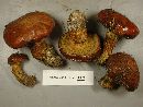 Suillus grevillei image