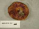 Suillus lakei image