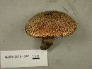 Suillus lakei image