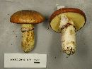 Suillus luteus image