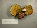 Suillus punctatipes image