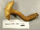 Suillus punctipes image