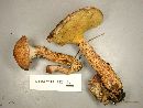 Suillus spraguei image
