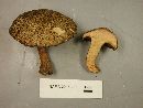 Suillus spraguei image