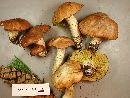 Image of Suillus subalpinus