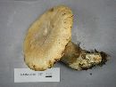 Tapinella atrotomentosa image