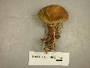 Tapinella atrotomentosa image