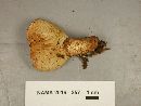 Tapinella atrotomentosa image