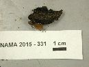 Tatraea macrospora image
