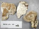 Trametes cubensis image