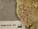 Trametes gibbosa image