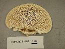 Trametes gibbosa image