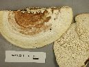 Trametes gibbosa image