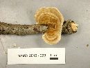 Trametes hirsuta image