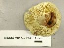 Tricholoma aestuans image