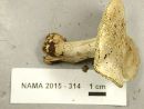 Tricholoma aestuans image