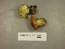 Tricholoma aestuans image