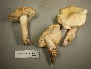 Image of Tricholoma cheilolaminum