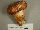 Tricholoma focale image