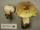 Tricholoma leucophyllum image