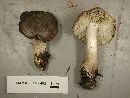 Tricholoma nigrum image